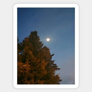 Moon and Tree Sticker